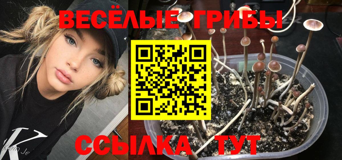 Псилоцибиновые грибы GOLDEN TEACHER  Вход с VPN  Абакан  Галлюциногенные грибы Psilocybine cubensis 