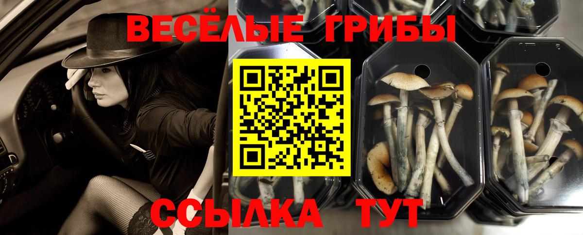 Псилоцибиновые грибы Psilocybine cubensis Абакан